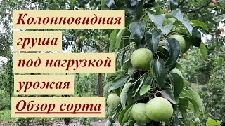 Колонновидная груша урожай