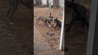 Dog tug of war #dogdaycare #tugofwar #gooddogs #playnice #roverdogs