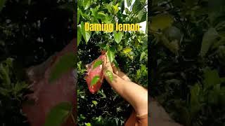 Daming na harvest na lemon.    #bukidfeels #provincelife #fruits  #calamansi #shortvideo