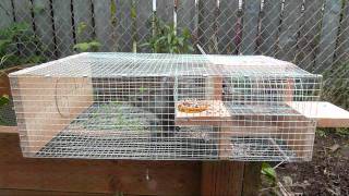 Squirrel in my Sparrow Trap