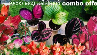 ഒരു കിടിലൻ Combo offer😍/Sale  നായുള്ള ചെടികൾ