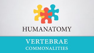 Vertebrae Commonalities