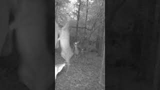 Doe FIGHT on TRAIL CAM!  SUBSCRIBE!! @MPoutdoors14 #shorts   #deer #entertainment