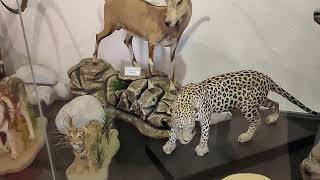 Sharjah Natural History & Botanical Museum #sharjah #natural #history #botanical #museum