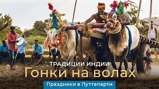 Гонки на волах в Индии