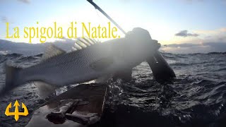 Pesca sub   :    ✴La spigola di Natale. ( Sud Sardegna)