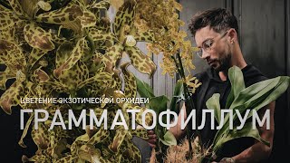 ОРХИДЕЯ ГРАММАТОФИЛЛУМ. Зацвела в домашний условиях