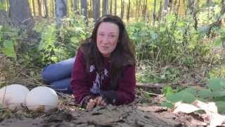 Giant Puffball MushroomZ