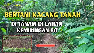 BERTANI KACANG TANAH DI TANAM DI LAHAN KEMIRINGAN 80°