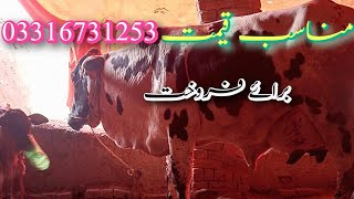 sahiwal & firzen cow||shok a yaar||for sale||Whatsapp number03316731253