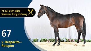 No. 67 Stallion by Despacito - Rotspon | Verden Stallion Licensing 2024 - Dressage - Nov. 22/23