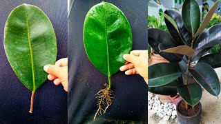 Simple way on how to propagate rubber plant using it's leaves ,watch this and try it too