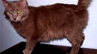 York Chocolate cat small to medium size short hair cat intelligent cat