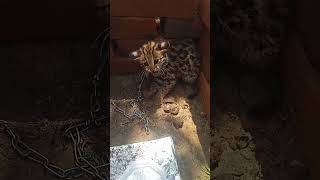 Baby Wild Cat very Angry #wildlife #wildcat #babytiger #babyleopard #saveanimal