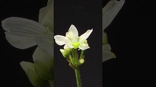 bunga Venus Flytrap mekar #timelapse #bunga #venus #flytrap