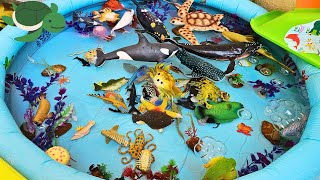 Explore the Amazing World of Sea Animals: Fun Learning for Kids – Whales, Turtles, and More!🐋🐢