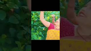 फूल 💐 गुलाब 🌹का #shorts #shortvideo #viral #viralvideo #viralsong #viralshorts #short #trending