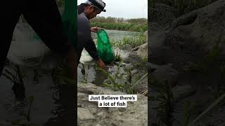 Catch from cast net #tilapia #fishing #fishingadventures #castnet