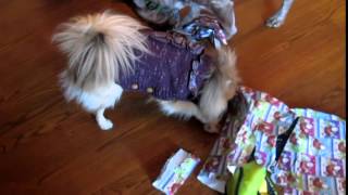 Christmas 2014 - The pups havin` fun opening presents!