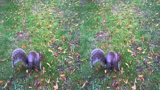 Squirrel 3D - Aiptek i2 3D