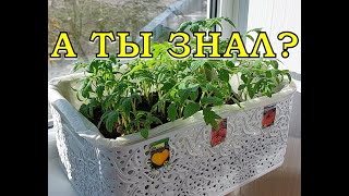 Как лучше выращивать ТОМАТЫ: С пикировкой или БЕЗ🍅🍅🍅