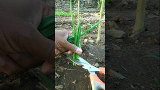 Harvesting Fresh Onion Leaves #nature #farming #onion #shorts