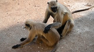 लंगूर बंदर || Langur Bandar || Langoor Monkey in India #monkey #bandar #langur #langoor #monkeyvideo