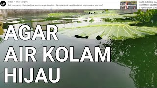 CARA BUDIDAYA IKAN GURAME DI KOLAM BETON - AGAR AIR KOLAM HIJAU