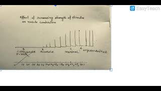 Effect of increasing strength of stimulus on skeletal muscle contraction