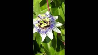 Неземной красоты цветок!Пассифлора. Passionflower.