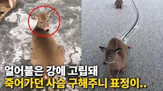 미끄러워 움직이지 못하던 사슴 3마리를 한번에 구하자 보인 놀라운 반응