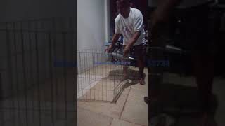 how to order galvanized cage#fightingcocks #derby #wpc #farming #pets