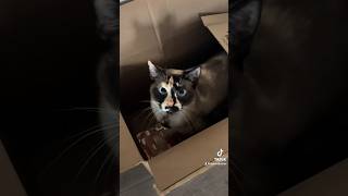 When you give a cat a box…