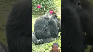 Gorilla father Plays with baby gorilla #3🫶❤️ funny video #shorts #funnyanimals #gorilla #funnyvideo