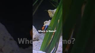 #fish #findingnemo #whereisnemo #seacreatures