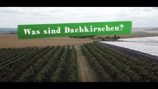 Ernte-Tour 2018: Dachkirschen am Süßen See