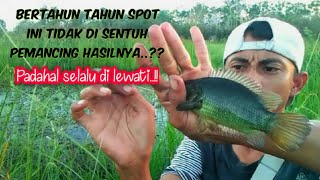 Mancing ikan betok luar biasa babonnya besar strike terus pakai umpan jangkrik sanga jitu