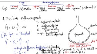 Physiologie: Atmung 3 – Gasdiffusion, Partialdrücke, Henry-Gesetz, Gasgehalt im Blut