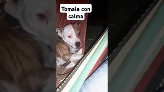 Pitbull en Hamaca descansando #pitbull #viralvideo #shorts #loverdog #loverspitbulls