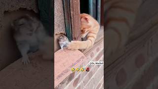 Arre bacha lo....😂😂 #ds_media #cat #catlover #funny #comedy #shortviral #shorts #ytshorts