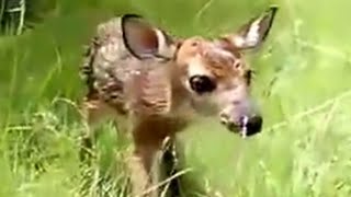 Cute Baby Deer