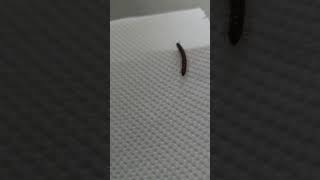 Millipede 🐛 @ closeup on a Samsung Galaxy S24 ULTRA 💖 💛 💚 💙 😋 ✨️ 💖 👌🤩 #8KVideo #subscribe #shorts