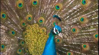 beautiful peacock dance with natural  sweet sounds🦚