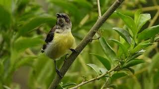 Purple-rumped Sunbird Female at Dongarmatha, Parshuram, Maharashtra. Jun 24