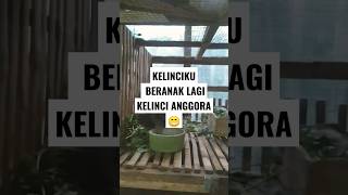 KELINCI LUCUKU BERANAK LAGI #hallohoby #ternak #kelinci