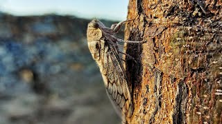 Cicada ( सिकाडा ) Chirping Original Sound Track