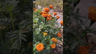 meri gold flower farm ||  meri gold flower plant #viral #trending #reels #youtube #shorts #video