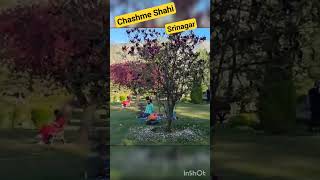 Chashme Shahi Garden #srinagar#kashmiri #masti #strollersdiary  #beauty #adventure #fun