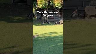 Утки Индийские бегунки #guramiways