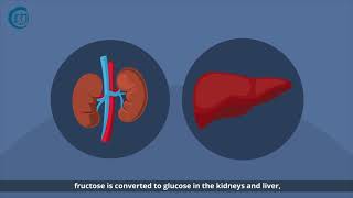 The Bitter Truth of Added Sugar: What Excessive Fructose Consumption Can Do to Our Body